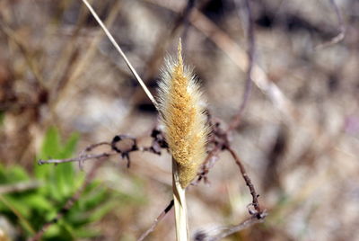 Close-up of plant