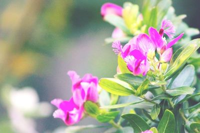 Close-up of pink flower