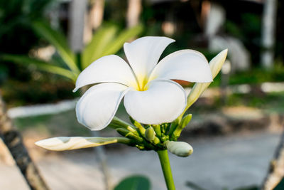 Close-up of white flowers blooming outdoors