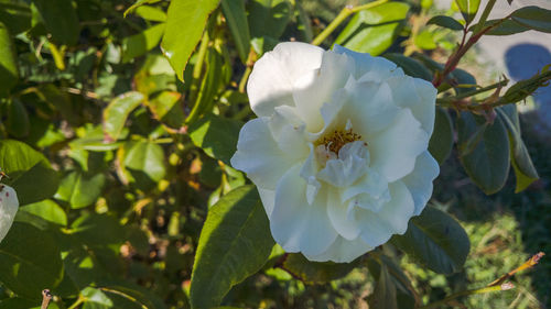 Close-up of white flowers