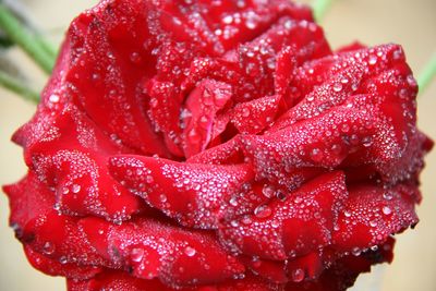 Close-up of red rose