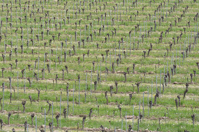 Full frame shot of agricultural field