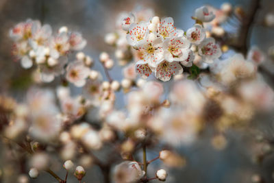 Close-up of cherry blossom