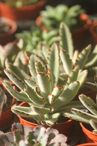 Close-up of succulent plant