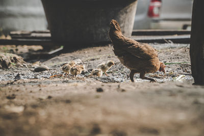 View of a chicken on field