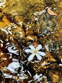 nature