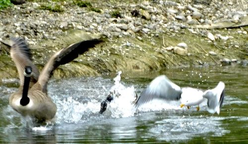 View of birds in lake