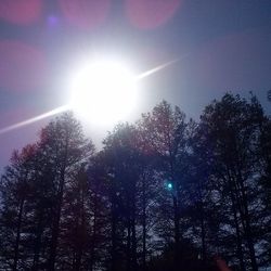 Low angle view of trees against sky