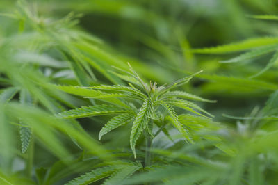 Close-up of fresh green leaves on plant in field