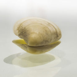 Close-up of food over white background