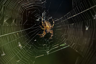 Close-up of spider web