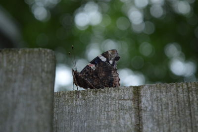 Close-up of butterfly perching on wood