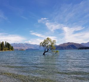 Tree in sea against sky