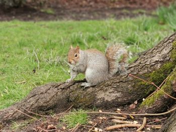 Squirrel on wood in forest