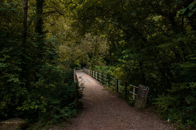 Footpath amidst trees in forest