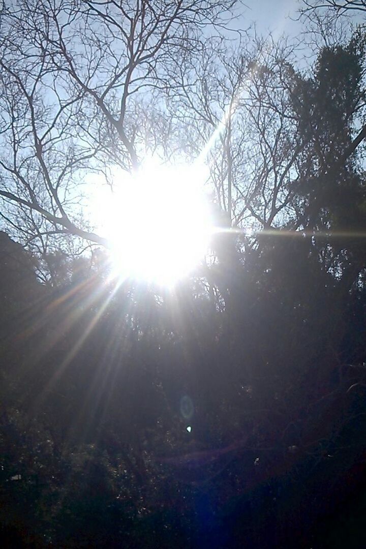 SUN SHINING THROUGH TREE