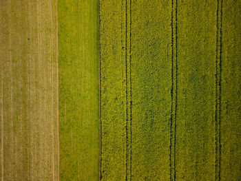 Full frame shot of wheat field