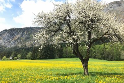 View of yellow flowering plants on field