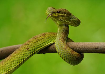 A snake in awareness pose with green background