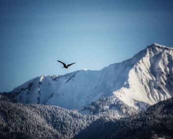 Low angle view of bird flying over mountains against clear blue sky