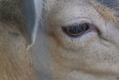 Close-up of horse eye