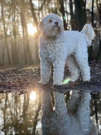 Close-up of dog with reflection in water