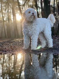 Reflection of a dog in the water