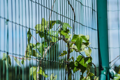 Low angle view of plants growing on fence