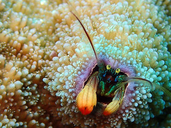 Close-up of coral in sea