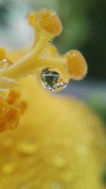 Close-up of water drops on yellow leaf