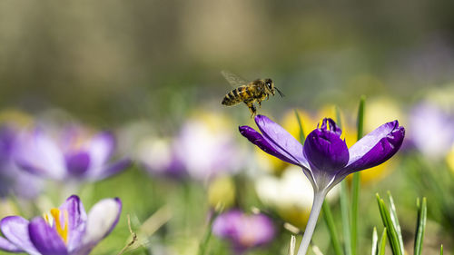 Close-up of honey bee pollinating on purple flower