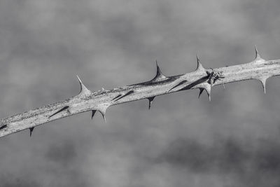 Close-up of barbed wire against sky