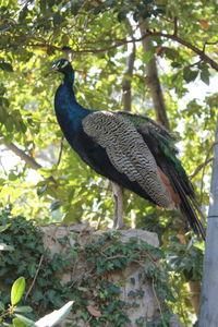 Low angle view of bird perching on tree