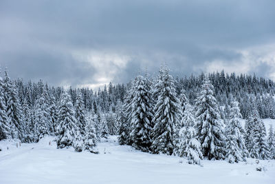 Pine tree forest covered by snow in winter landscape against cloudy sky