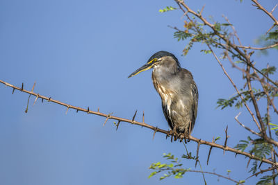 Low angle view of bird perching on branch against sky