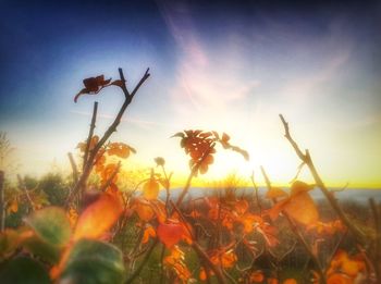 Close-up of plants at sunset