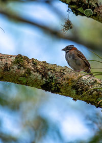 Low angle view of bird perching on tree