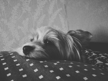 Close-up portrait of a dog resting at home