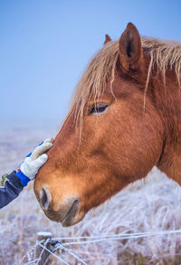 Beautiful, brown horse outdoors during the winter.