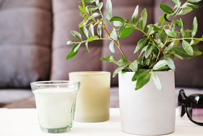 Close-up of potted plant on table