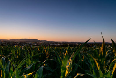 Plants growing on field against sky during sunset