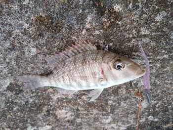 Directly above shot of fish in sea