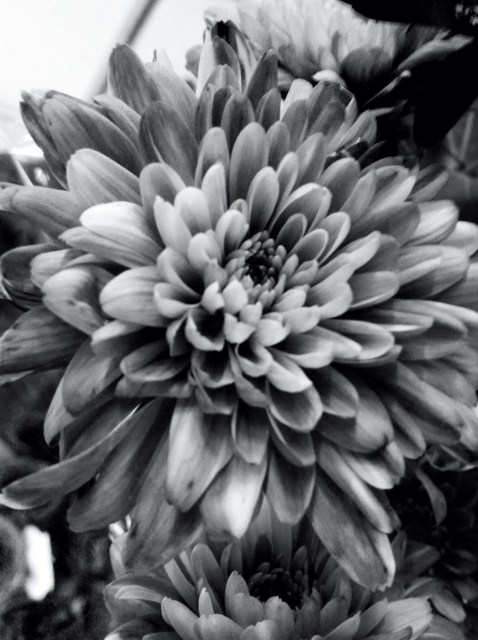 flower, petal, freshness, flower head, fragility, beauty in nature, close-up, growth, nature, blooming, pollen, single flower, dahlia, plant, in bloom, no people, macro, focus on foreground, natural pattern, day