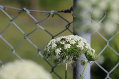 Close-up of small plant with chainlink fence