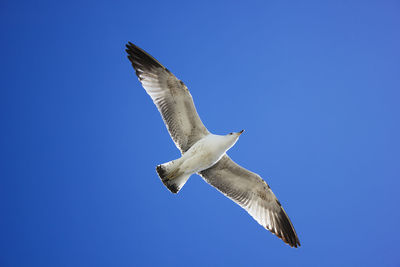 Low angle view of seagull flying