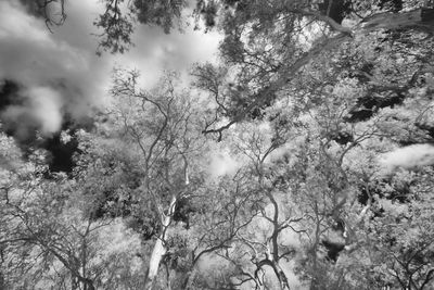 Low angle view of trees against sky