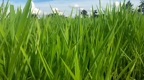 Close-up of crops growing on field against sky