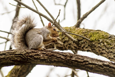 Squirrel sitting on branch