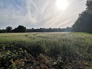 Scenic view of field against sky