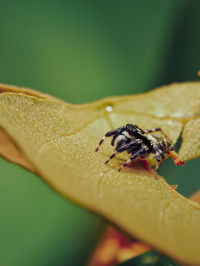 Close-up of insect on leaf